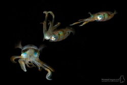 Three shots from the movement of a squid merged together. by Maziar Momtazi 